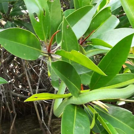 Bed and Breakfast Vivid Lanka Bentota Esterno foto