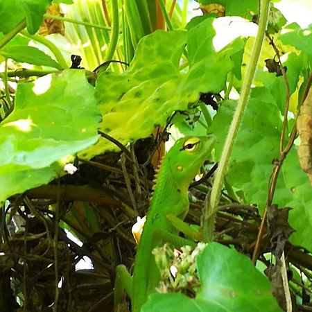 Bed and Breakfast Vivid Lanka Bentota Esterno foto