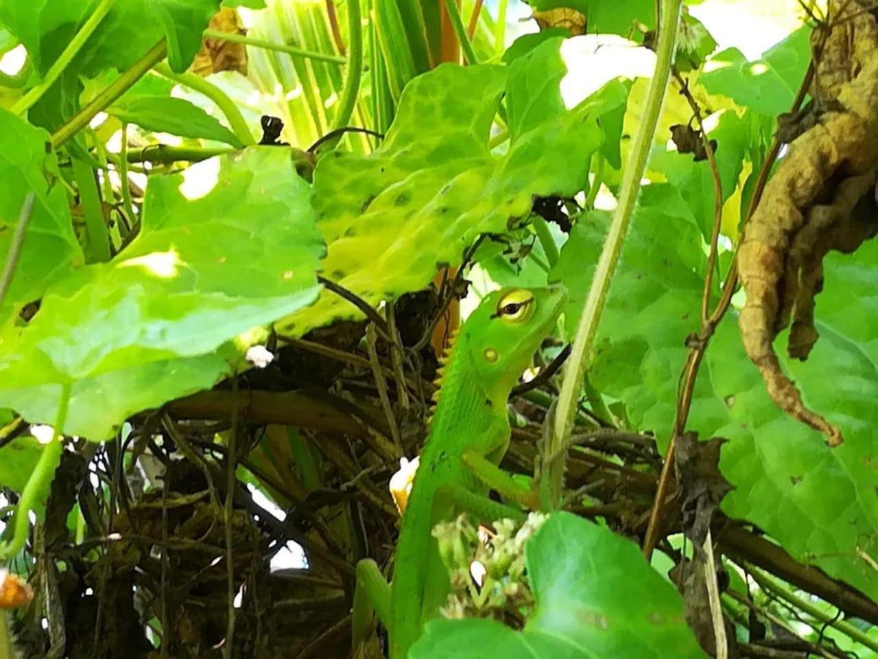 Bed and Breakfast Vivid Lanka Bentota Esterno foto