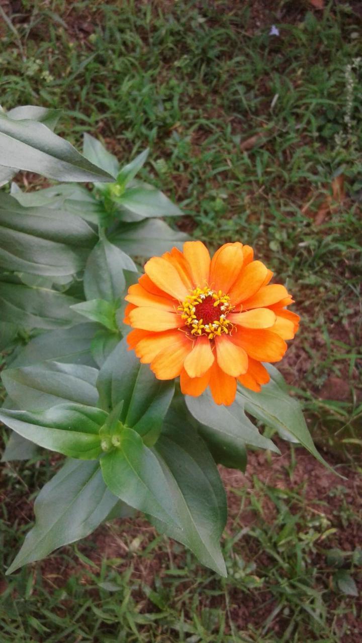 Bed and Breakfast Vivid Lanka Bentota Esterno foto